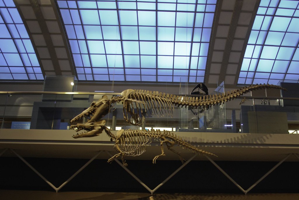 Dinosaures Volants Museum Des Sciences Naturelles De Bruxe Pupujaune Flickr