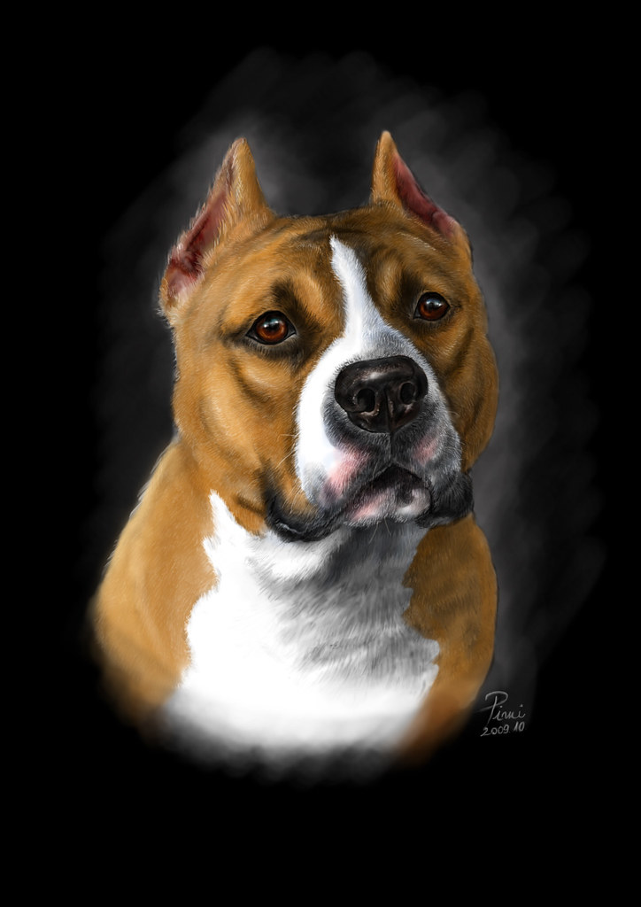 Amstaff Portrait | Digital Work For A Tattoo | Pall Timi | Flickr 1024_x_724_jpg