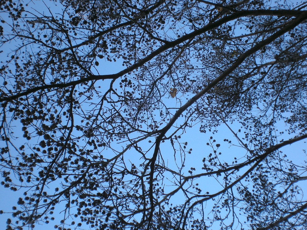 Branches Texture Background Pattern Branches Texture Backg Flickr