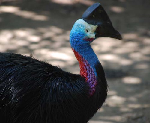 Burung Kasuari | Gussuta | Flickr 411_X_500_jpg