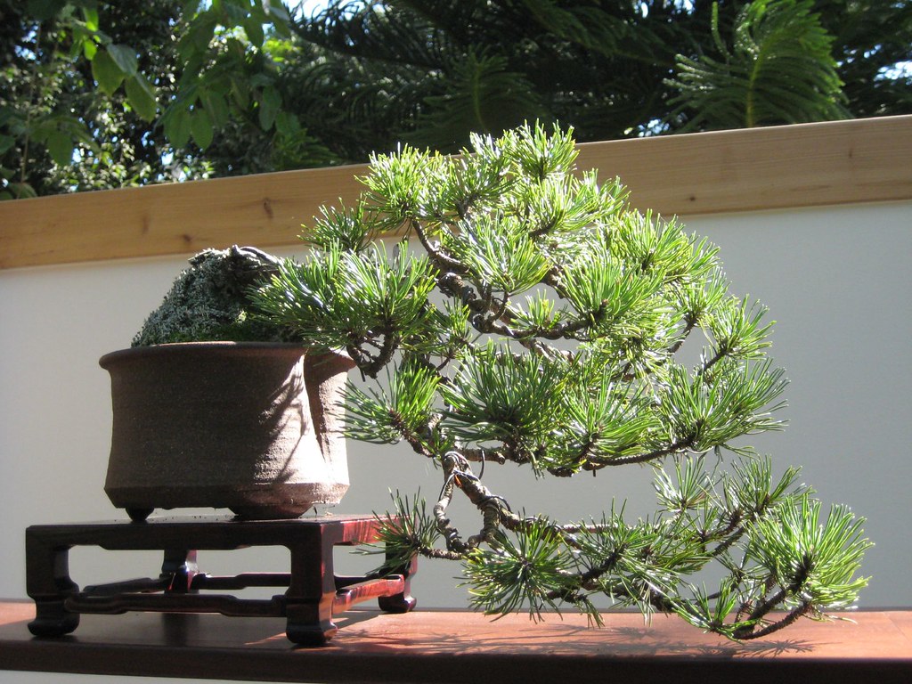 Dwarf Mountain Pine Bonsai Pinus Mugo Kengai Style Cascad Flickr