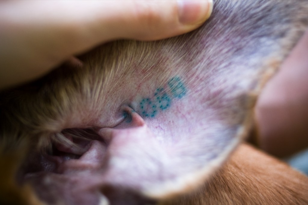 Ear Tattoo | All Racing Greyhounds Are Tattooed In Each Ear … | Flickr 681_x_1024_jpg