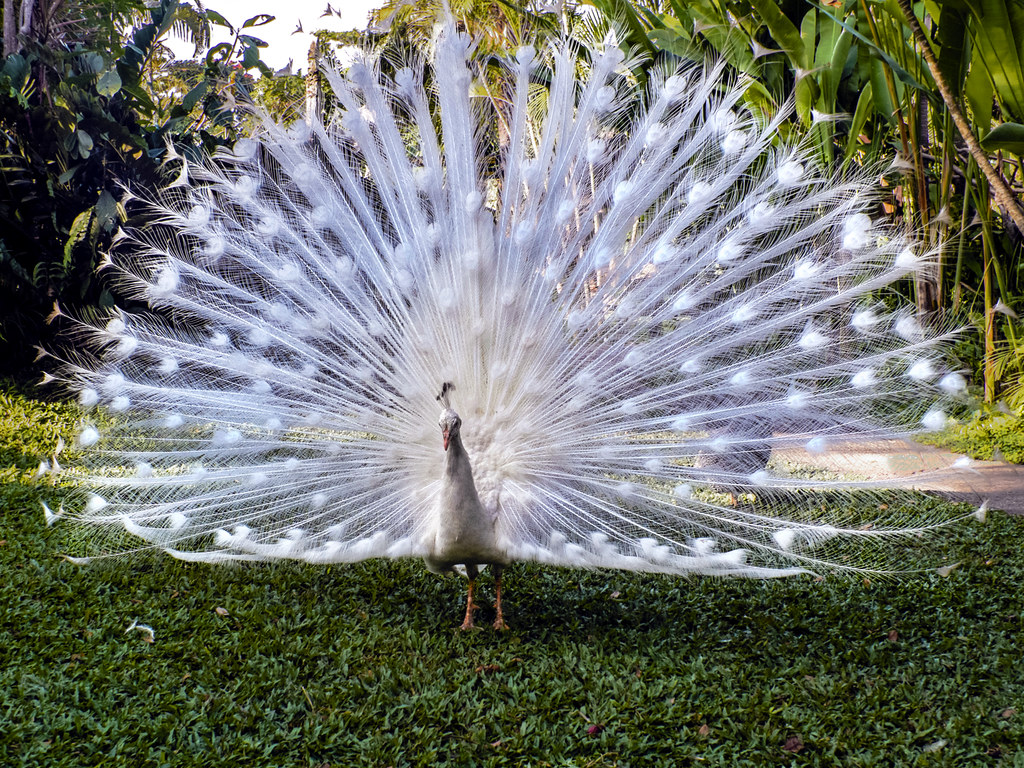 Burung Merak Putih Di Indonesia | White Peacock | Hastuwi | Flickr 768_x_1024_jpg