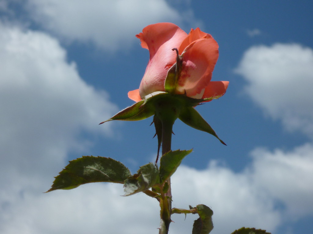 Una rosa al cielo