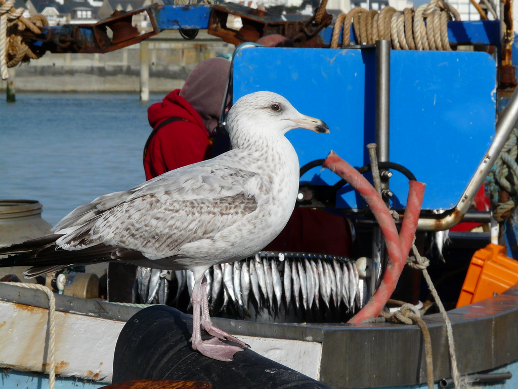 Les mouettes quiberon