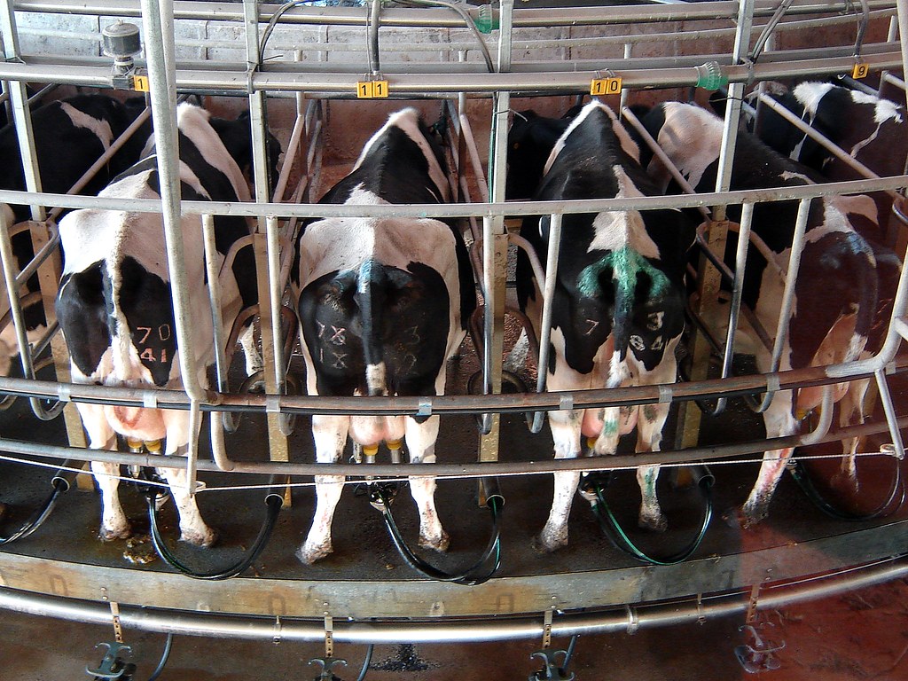 Atom Heart Mother Www Youtube Com Watch V 3zo2zvjeqya Fe Flickr