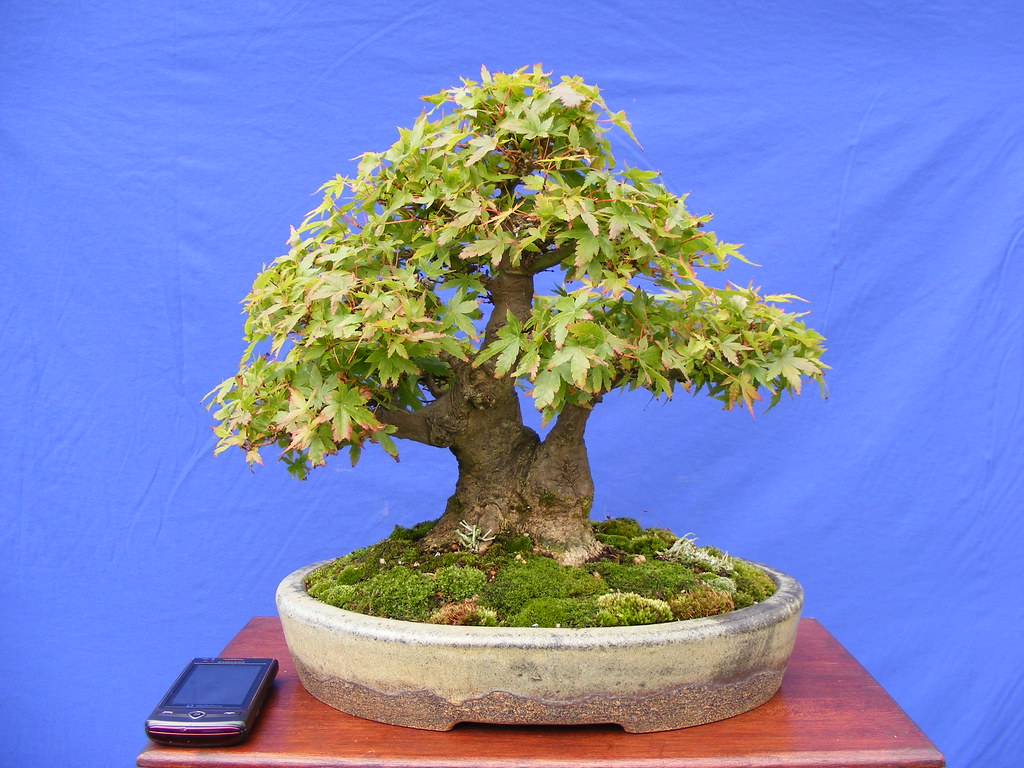 Shohin Japanese Maple Ian Young Flickr