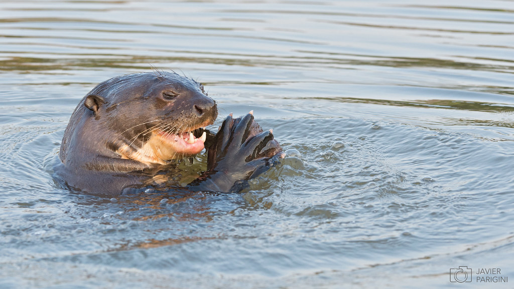 Ariranha Lobo Gargantilla Giant Otter Pteronura Brasil Flickr