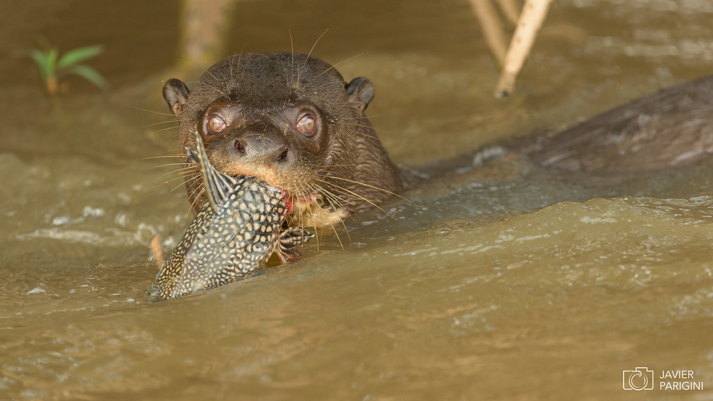 Ariranha Lobo Gargantilla Giant Otter Pteronura Brasil Flickr