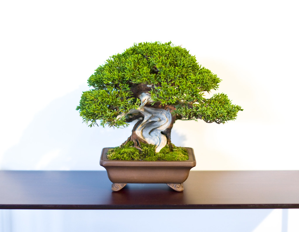 Shohin Chinese Juniper Bonsai Tree At Don Valley Bonsai Ro Flickr
