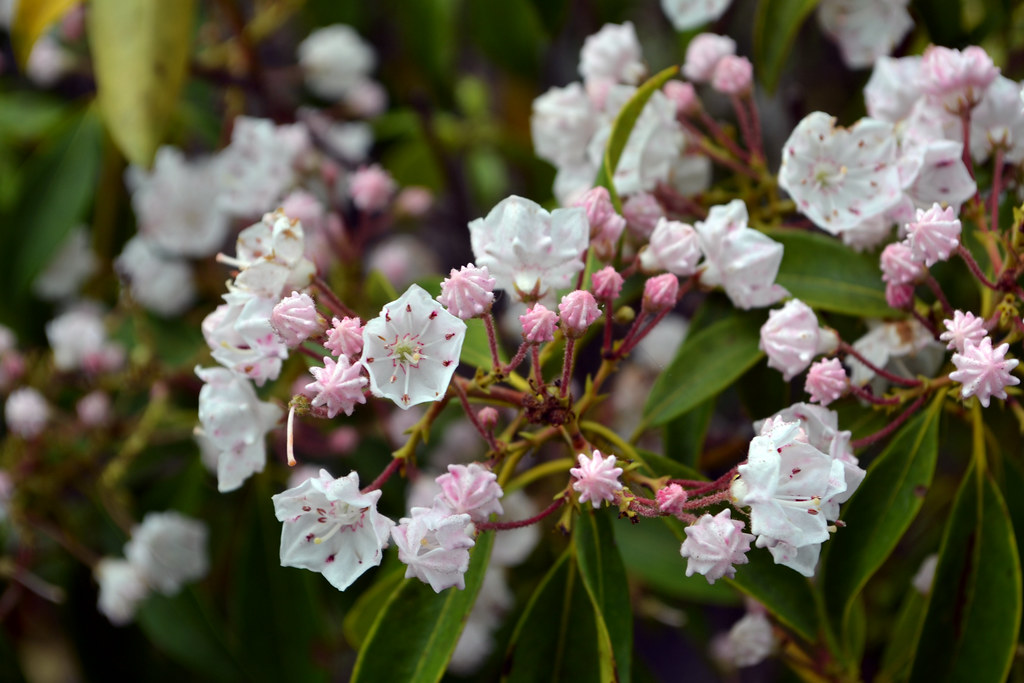 Mountain Laurel: A Shade-Tolerant Native With Beautiful Blossoms - Brooklyn Botanic Garden 683_x_1024_jpg