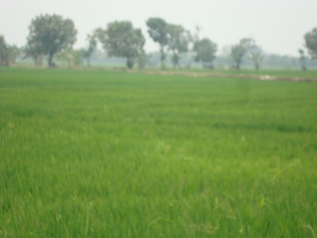 Sawah Hijau Segar | Pemandangan Alam Ini Sangat Memberikan K… | Flickr 768_X_1024_jpg