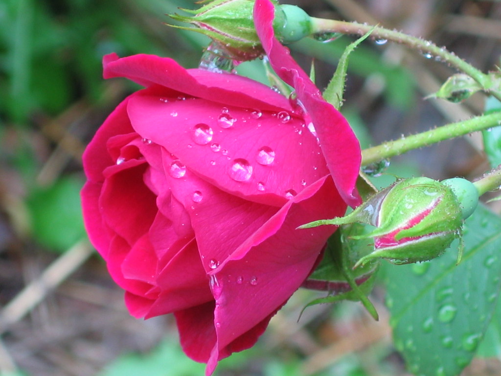 Rains rose
