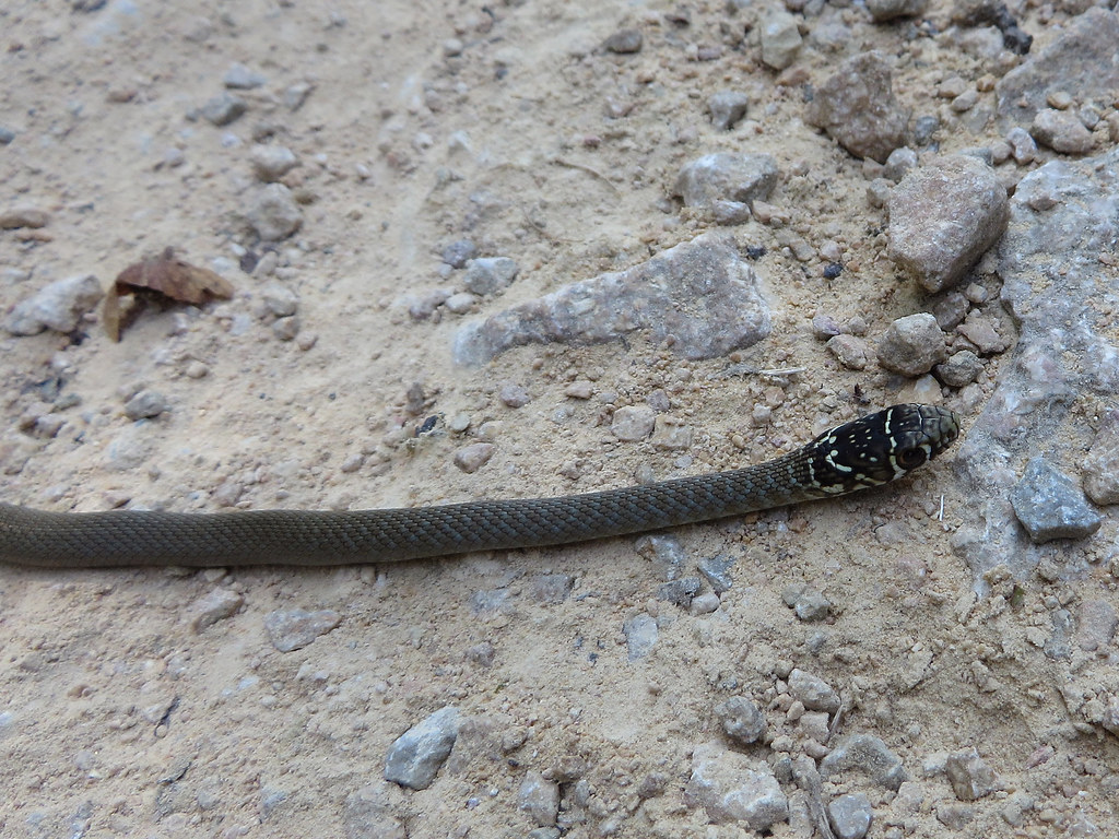 Couleuvre verte et jaune juvénile