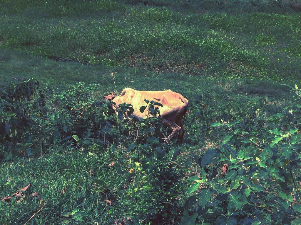 Atom Heart Mother Mehedi Mridul Flickr