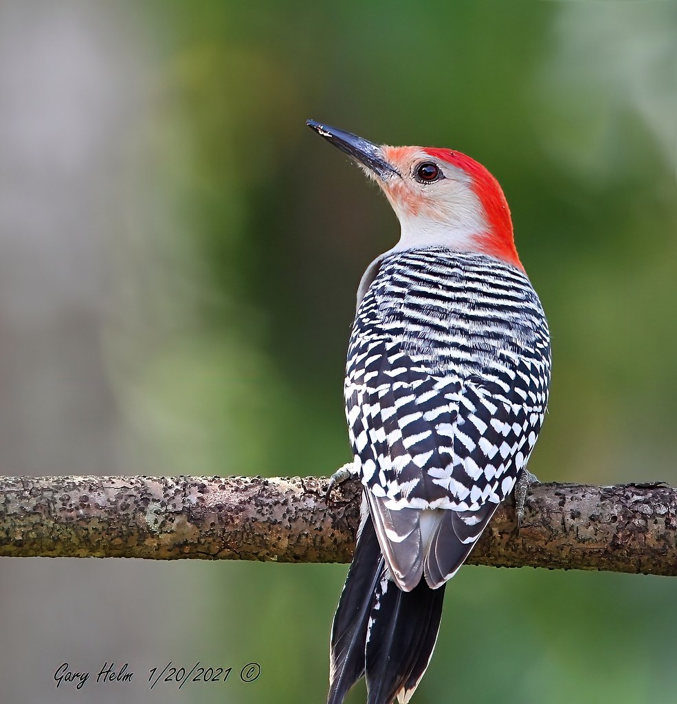 Female woodpecker images