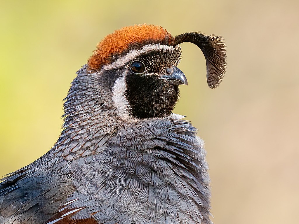 Quail head feather