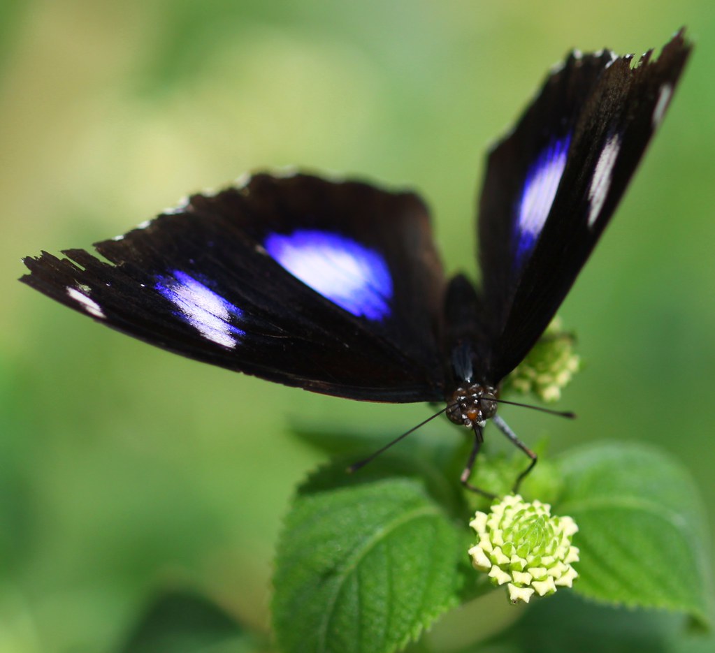 Butterfly black and purple