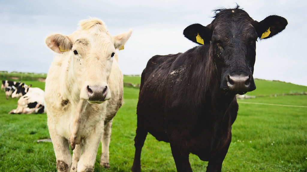 Atom Heart Mother Pink Floyd Lulubelle Iii Adilette Flickr