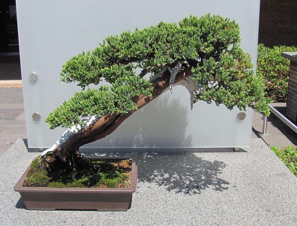 Bonsai Japanese Juniper Slanting Style Chicago Botanic G Flickr
