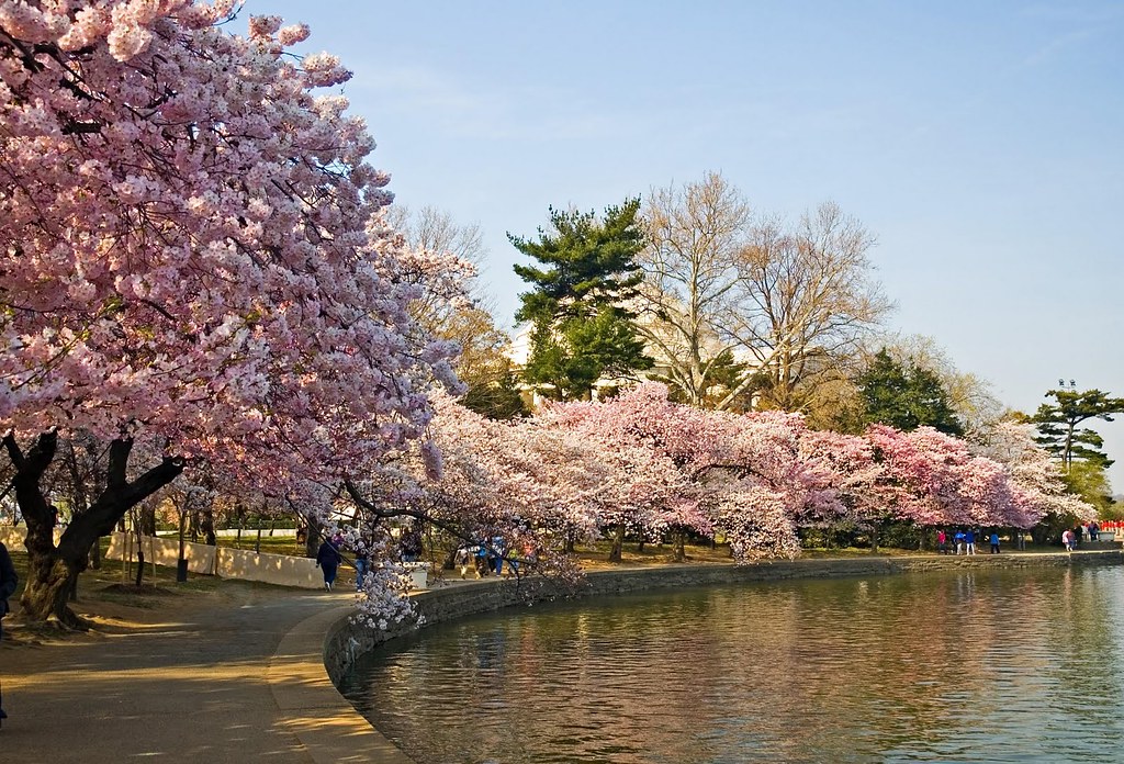 Foto-Foto-Pemandangan-Bunga-Sakura-Jepang-4 | Sakura (´♥`Ʃƪ)… | Chitra Dewi Rasyid (´♥`Ʃƪ) | Flickr 696_X_1024_jpg