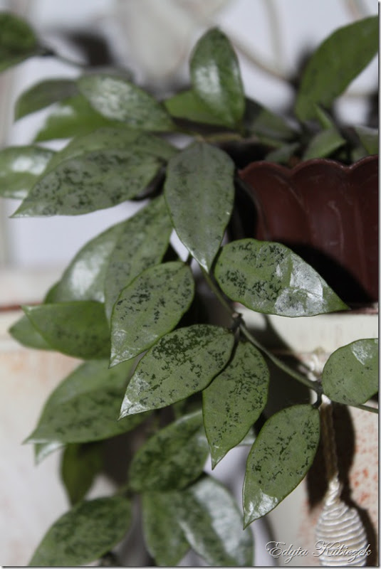 Hoya Lacunosa Snow Caps Select Edyta Kubiczek Flickr
