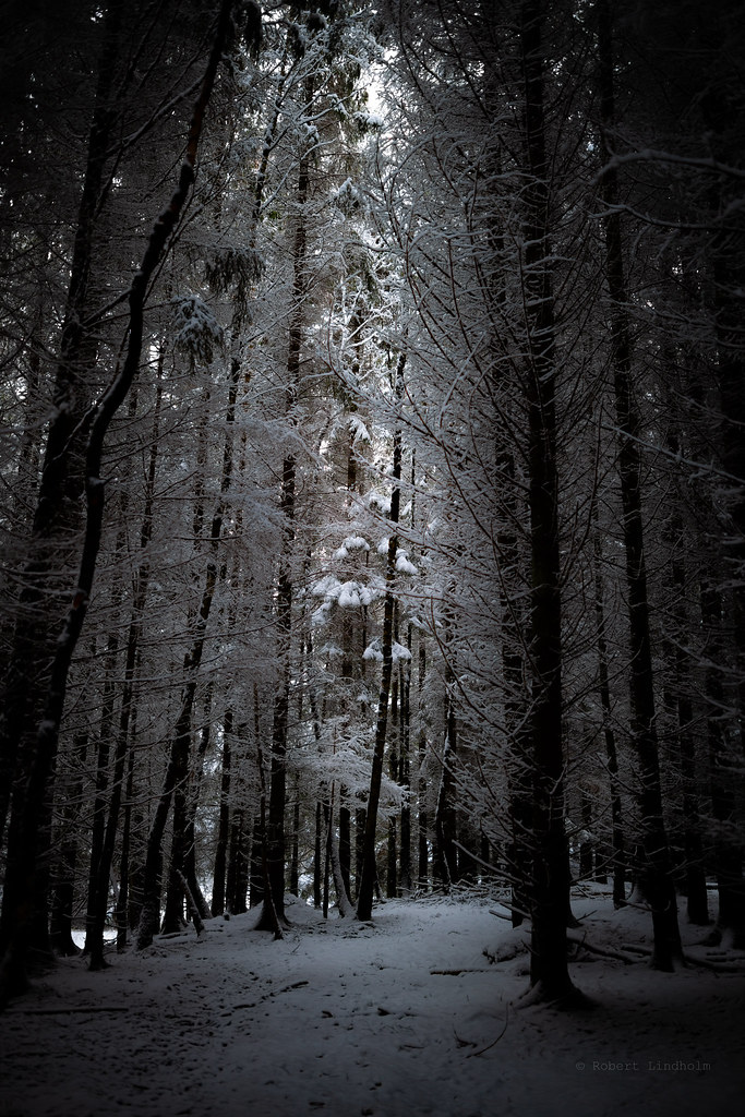 Where Light Gathers Zeiss Milvus 35mm F 1 4 Distagon Robert Lindholm Flickr