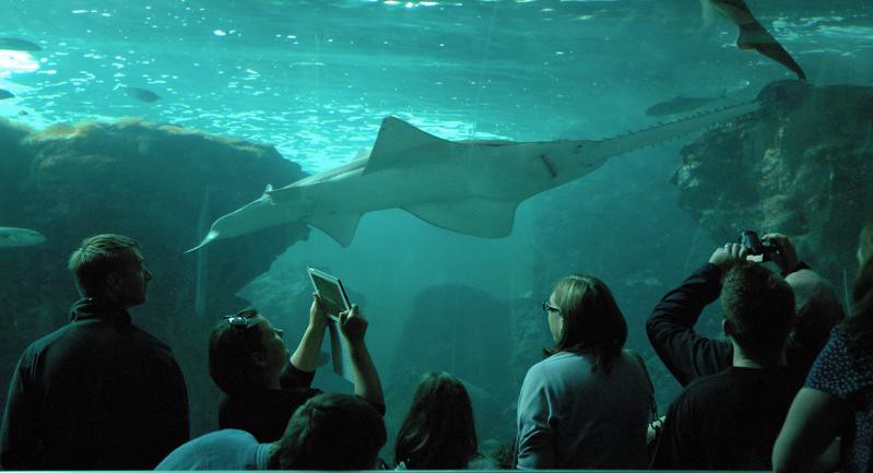 Requin Scie De L Aquarium D Oceanopolis Dsc 1024 Oceanopol Flickr