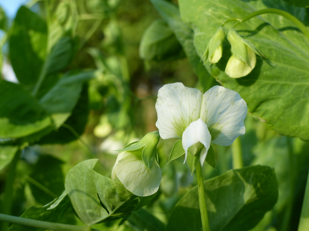 Fleur de petit pois