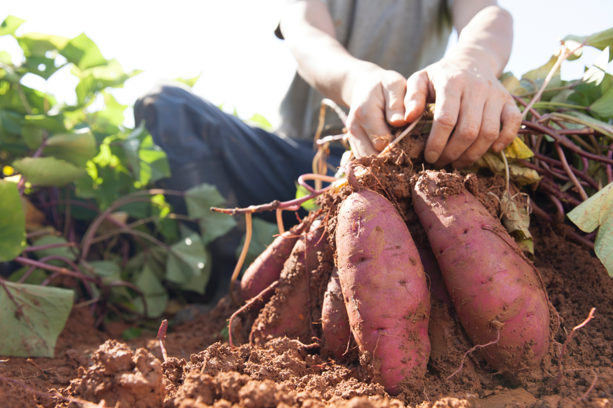 Comment cultiver la patate douce - Hortus Focus I mag