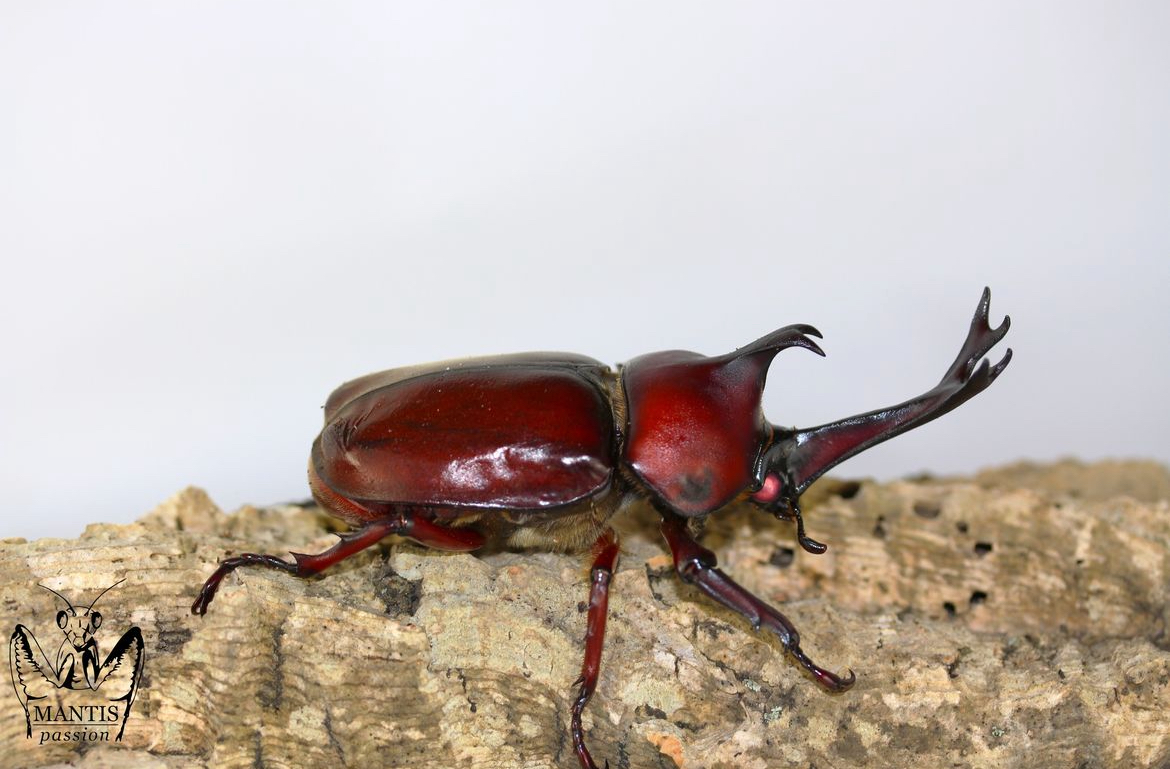 Trypoxylus dichotomus septentrionalis - Mantis Passion