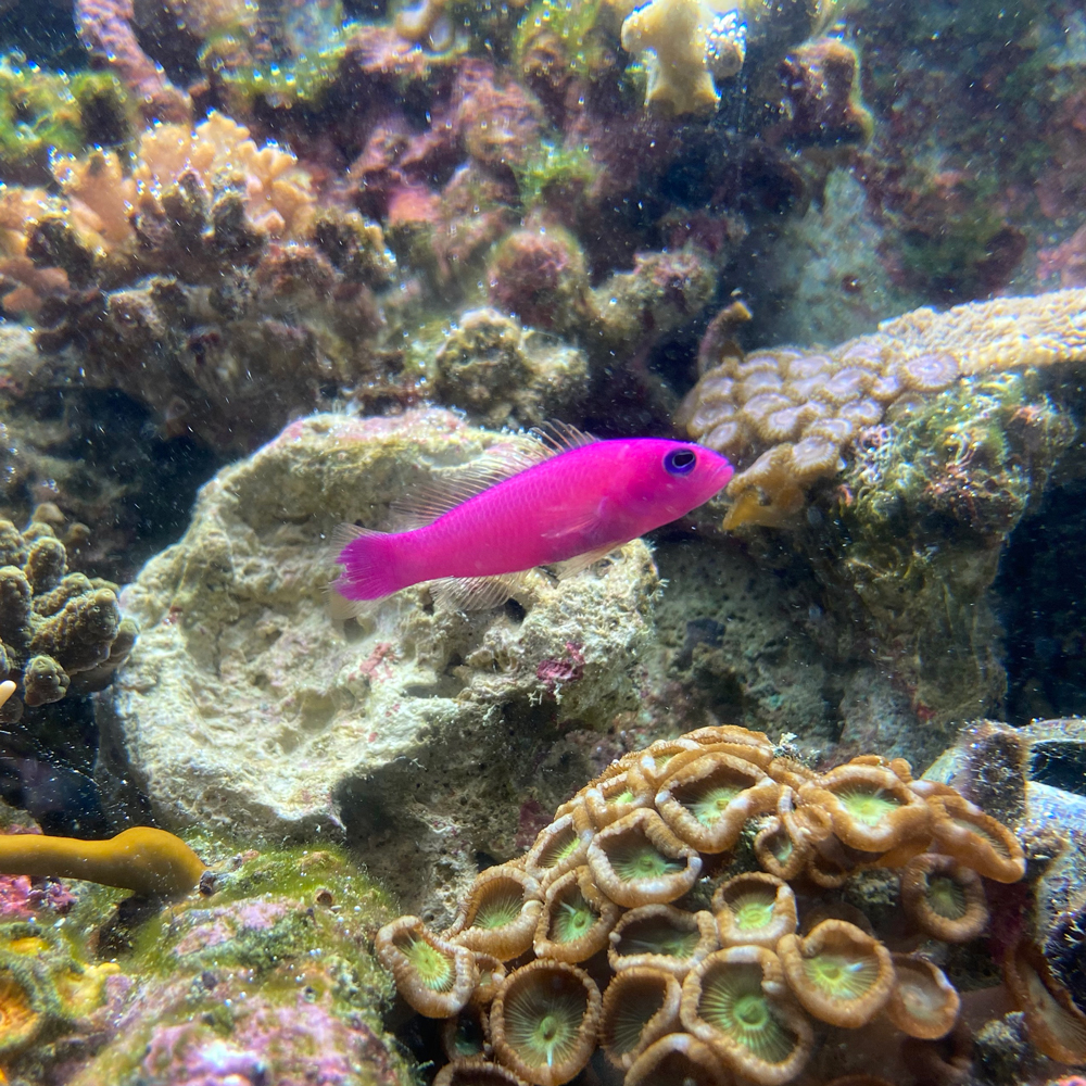 クレナイニセスズメ – Web魚名板 | 城崎マリンワールド