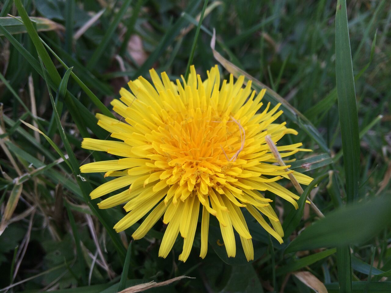 Flowers we can pick (1) – Dandelion – Mark Avery Flowers start with c