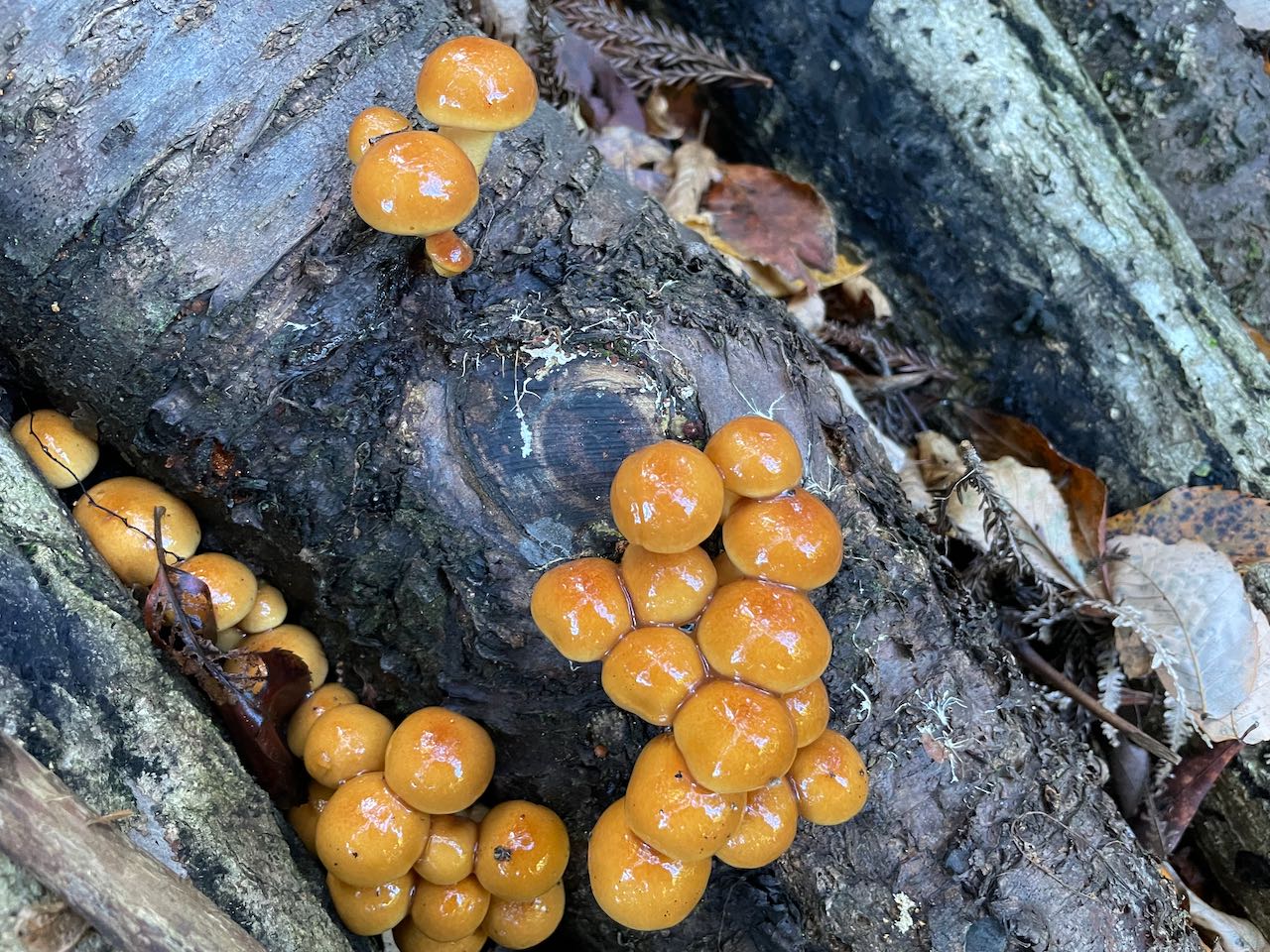 なめこ狩りに来てー | Marks LIFE