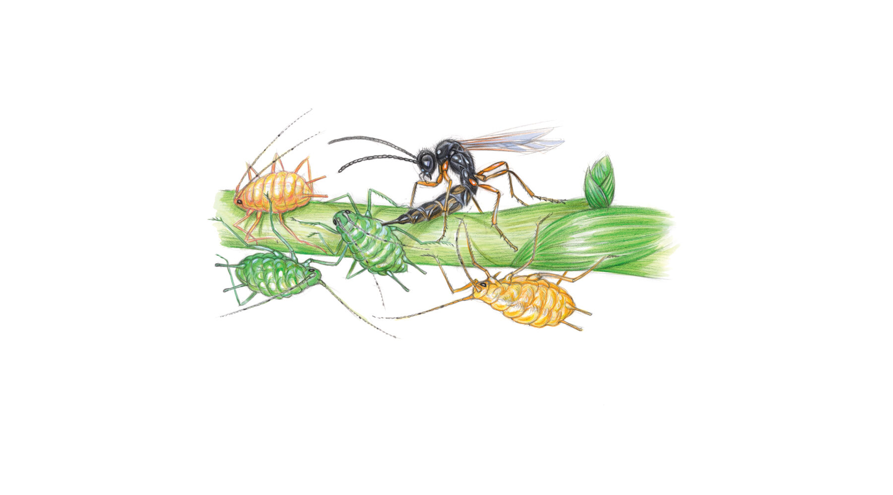 Pucerons : certaines guêpes pondent leurs œufs dans ces insectes - La Salamandre Guêpes parasitoïdes