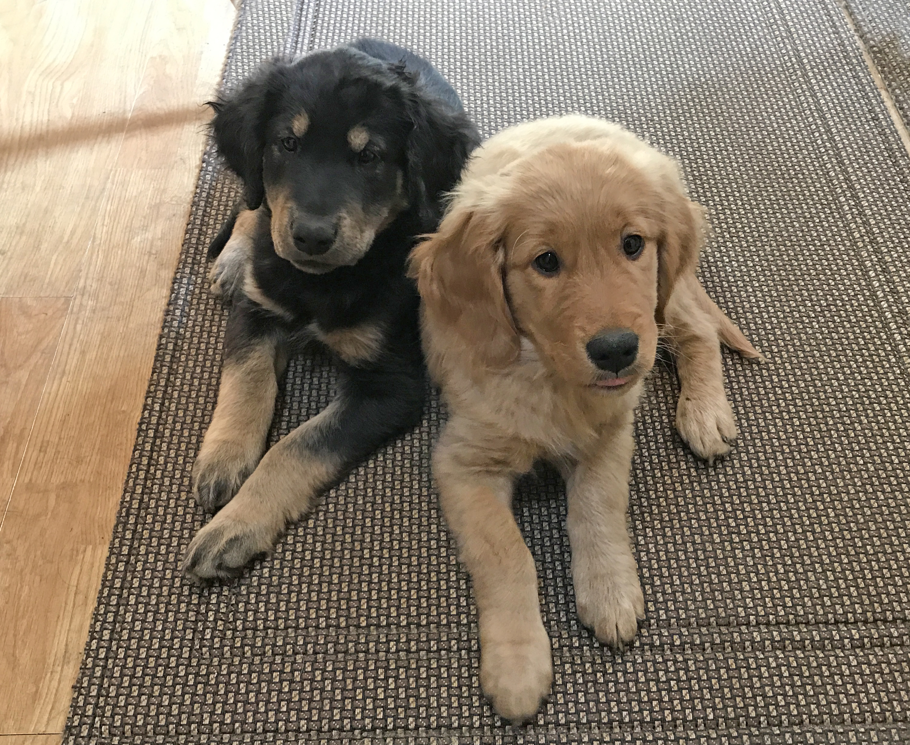 Coltriever puppies for sale