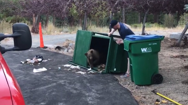 Jonge Beertjes Worden Gered Uit Vuilniscontainer Buzz Videos