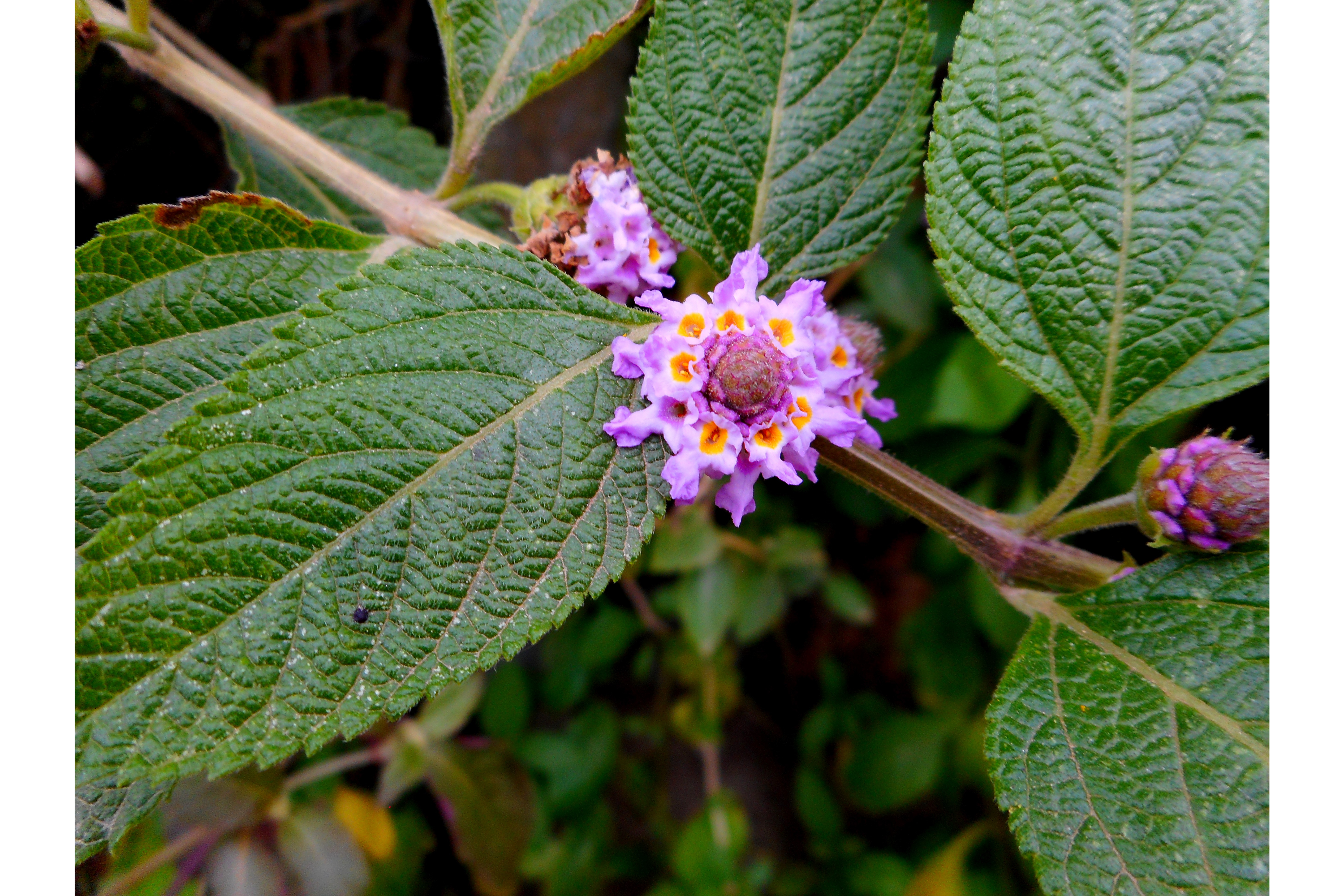Lippia Alba Para Que Serve