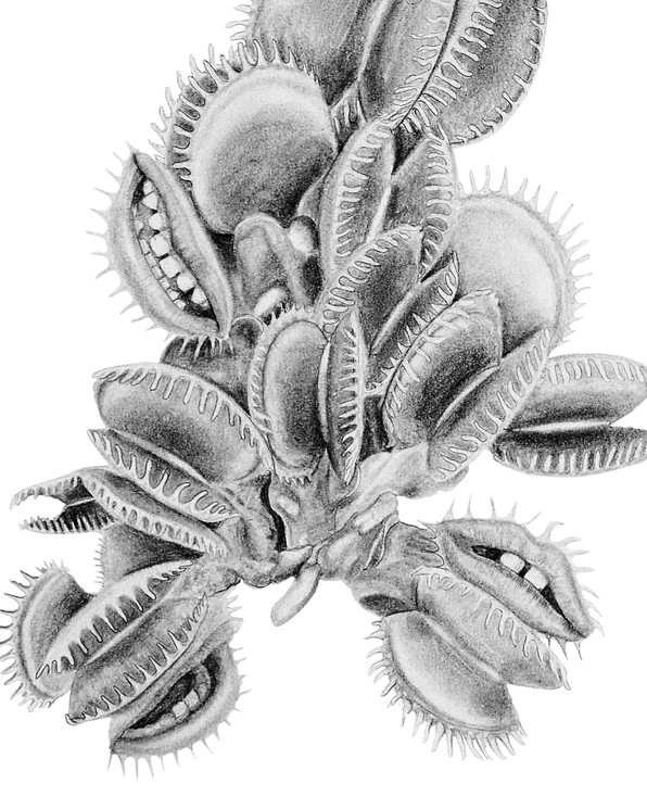 Metamorphosis 2 By Magda Von Hanau 2019 Photography Artsper 869577