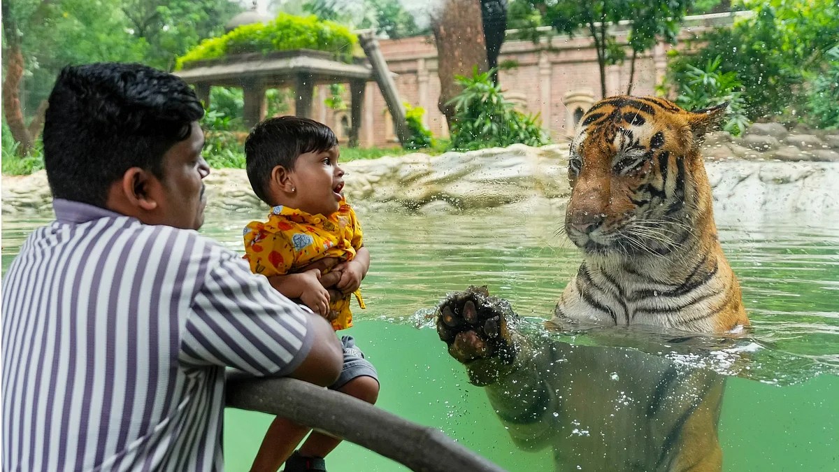 Tiger inhabitants in Kaziranga will increase by 44 in 2 years to succeed in 148: Report Tiger inhabitants in Kaziranga will increase by 44 in 2 years to succeed in 148: Report