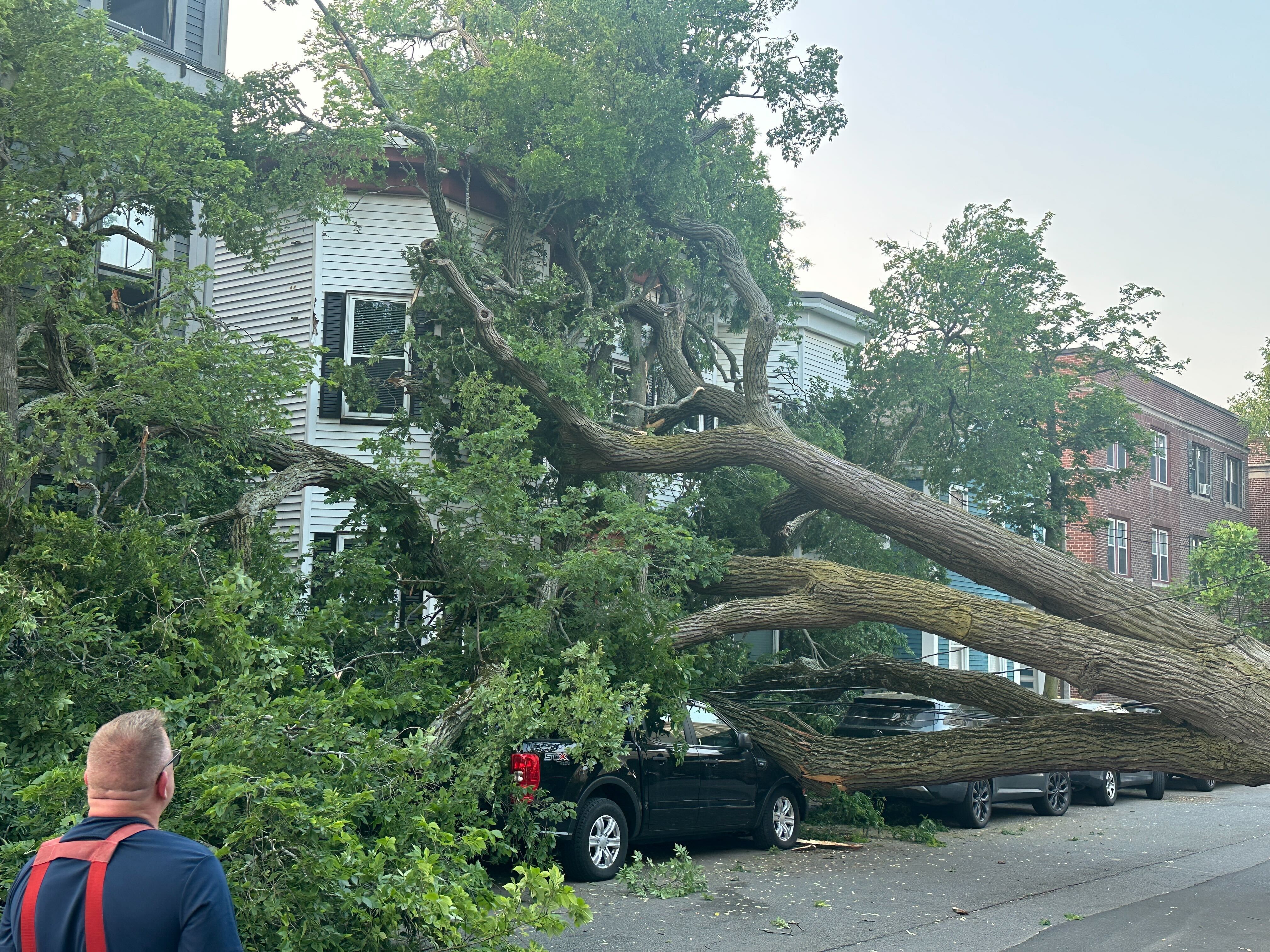 Large tree falls in South Boston, damaging 2 homes, several cars