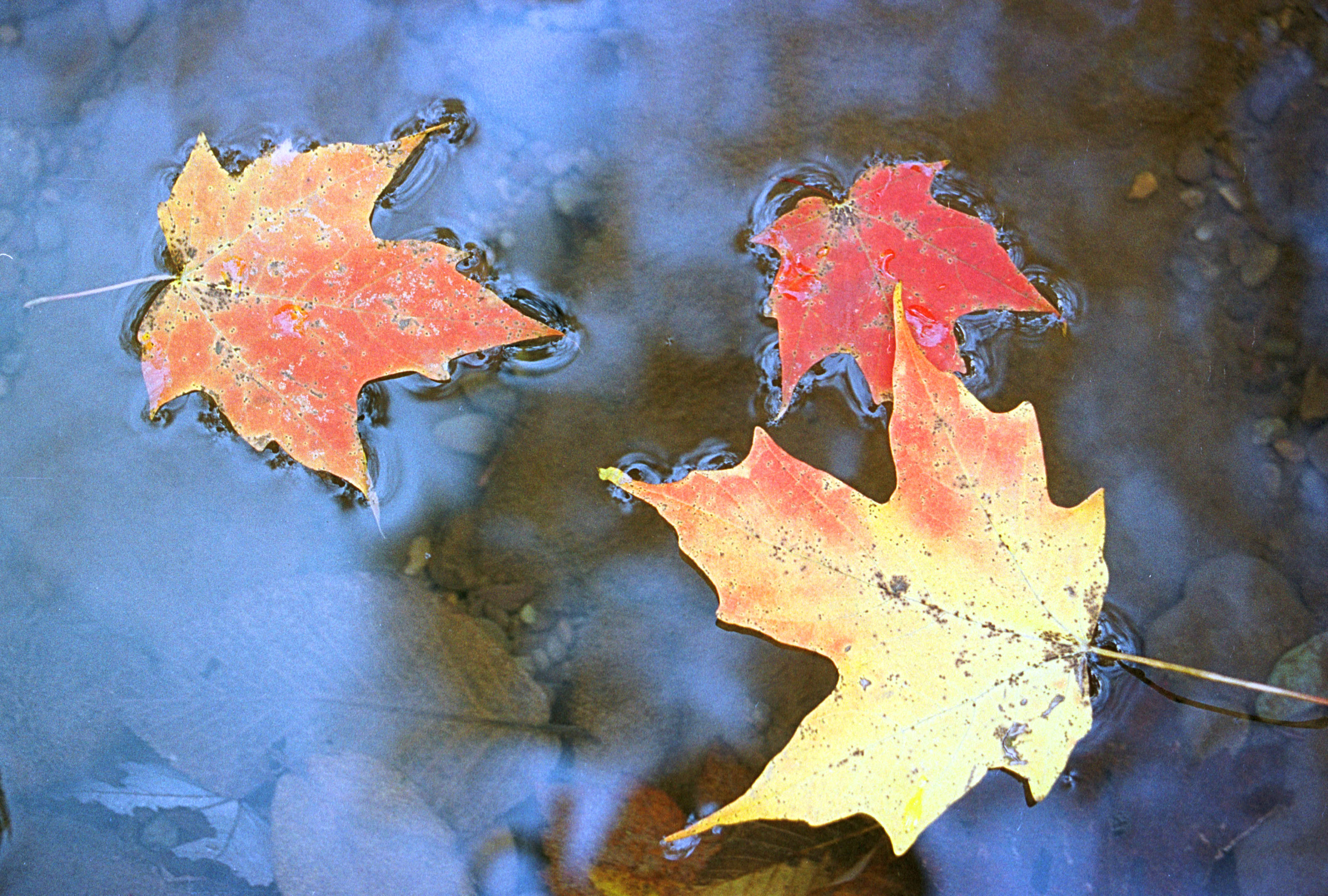 Rain, thunderstorms, more fall-like