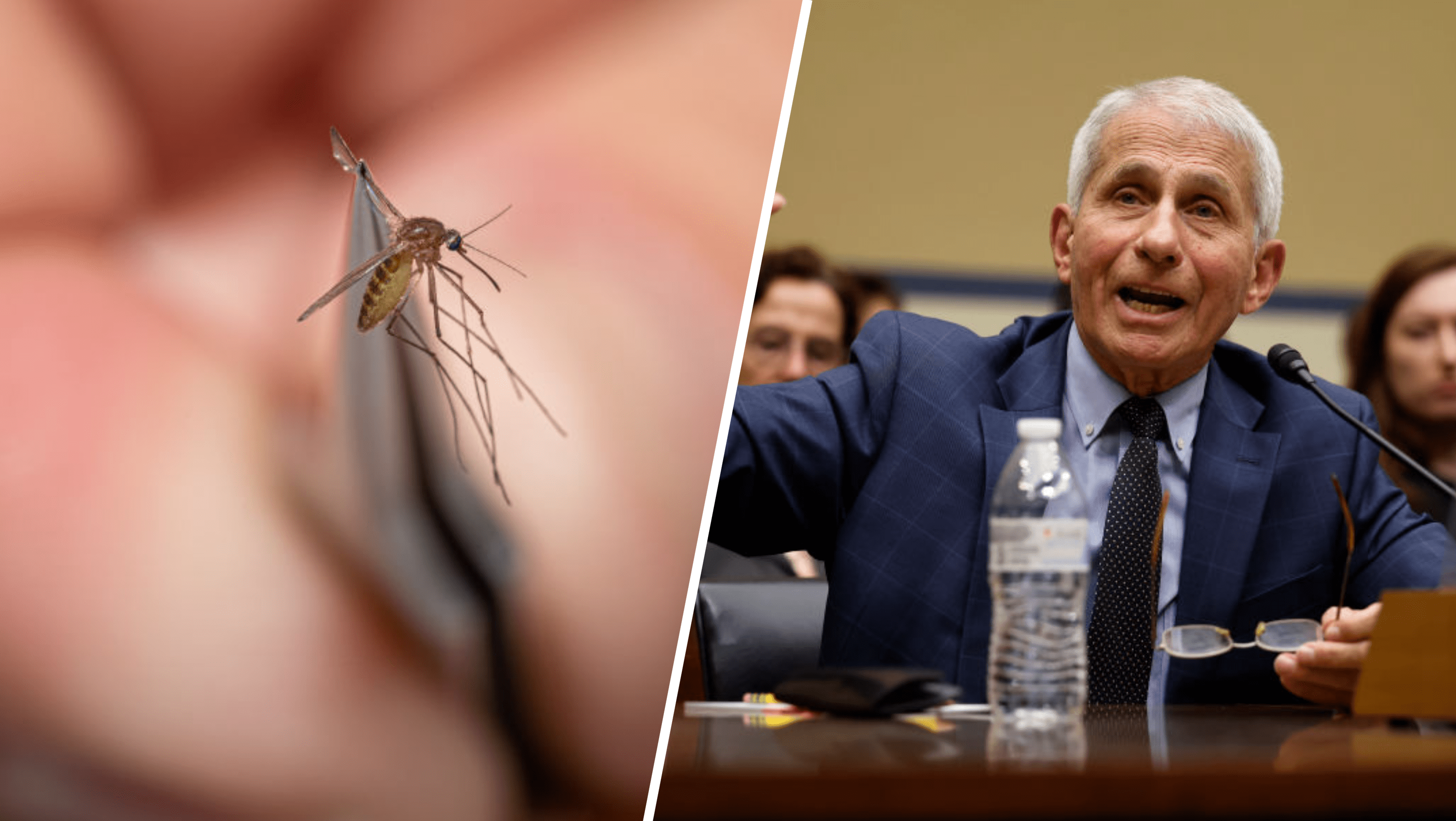 What is the West Nile virus and what are the symptoms? – NBC Chicago