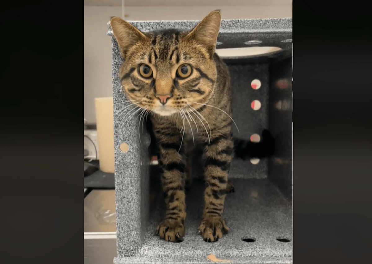 Stray cat rescued by PAWS Chicago after months of living in Millennium Park – NBC Chicago