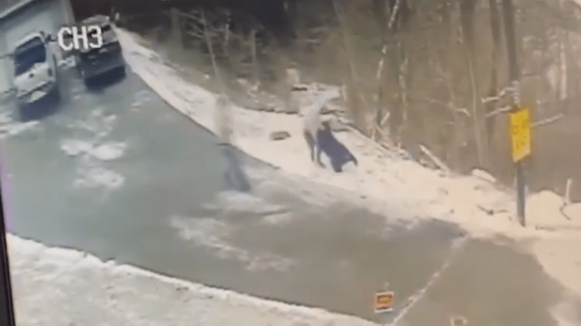 Officers say black bear that attacked man in Jim Thorpe had rabies