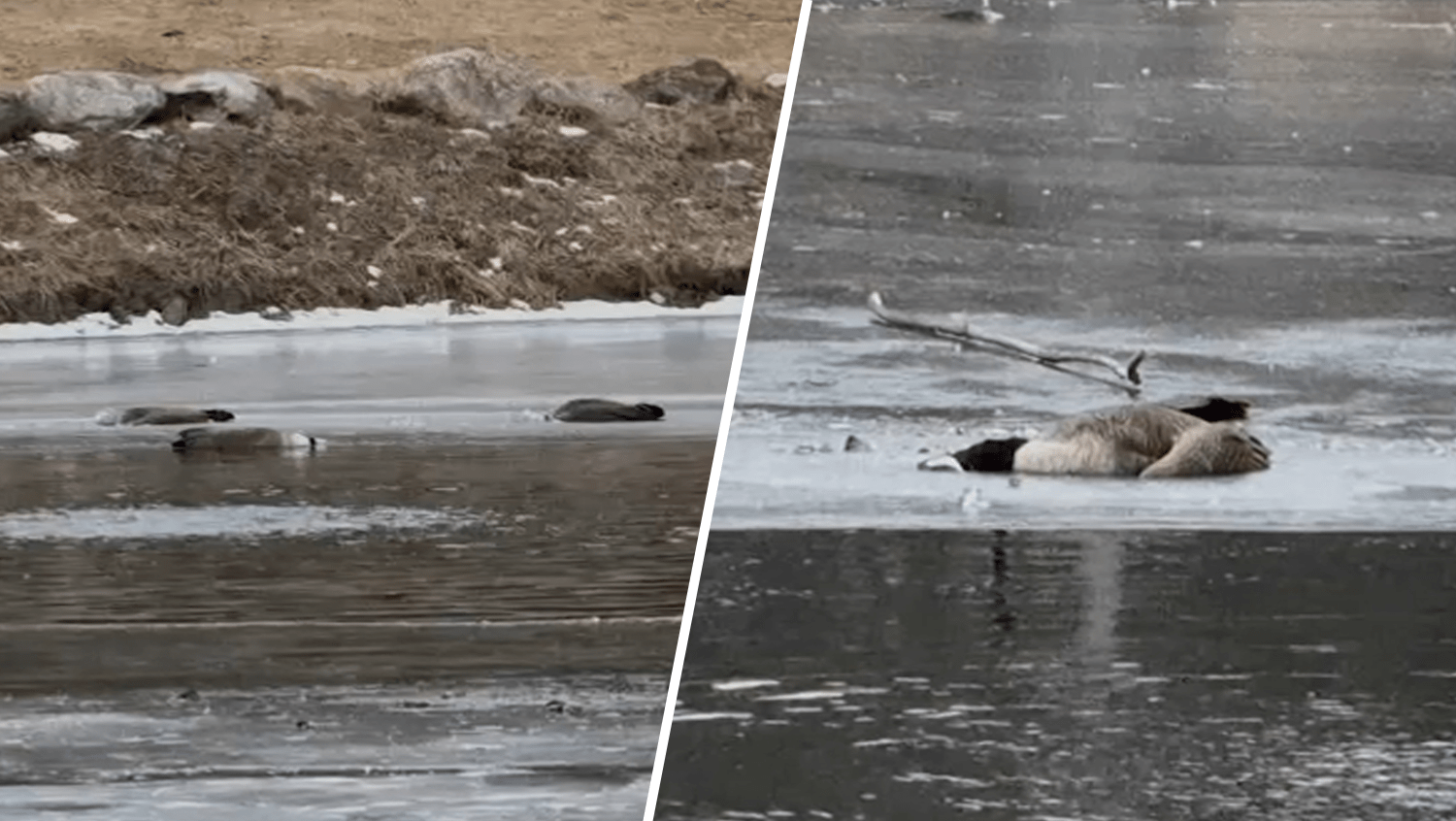 Westchester County park closed attributable to chicken flu issues after 12 geese discovered useless