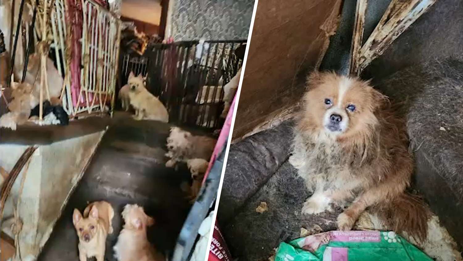 80 canines present in useless lady’s Brooklyn house, together with one which gave delivery mid-rescue