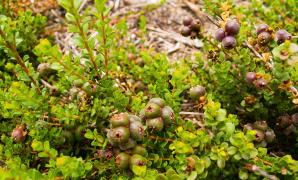 Muntries fruit growing guide