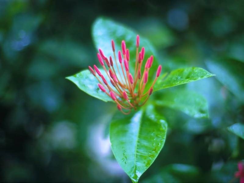 Télécharger fonds d&rsquo;écran fleur gratuitement