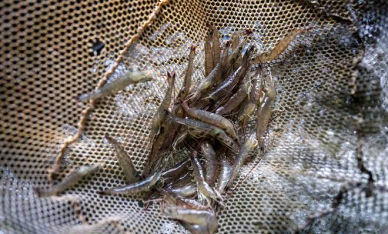 South Carolina Sue 25 restaurant “shrimp fraud” says fraud is threatening their industry